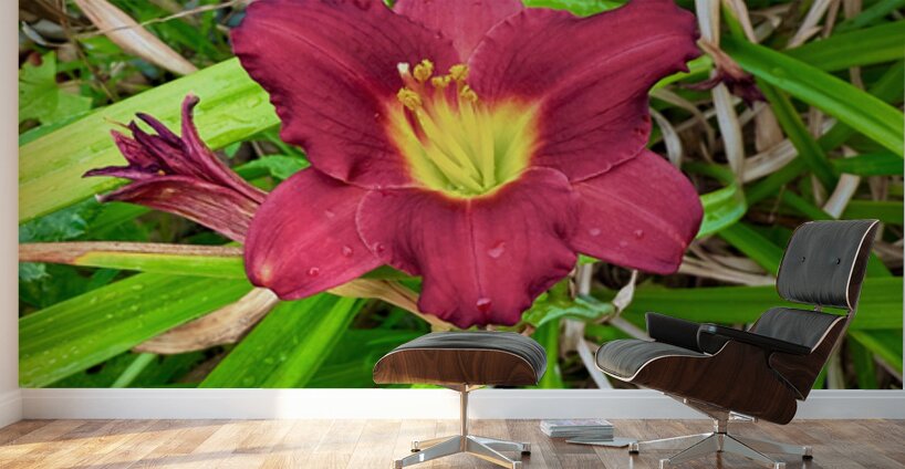 Crimson Flare Wall Murals