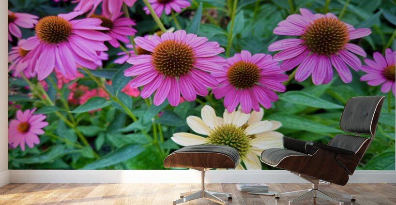 Pink & Cream Petalscape Wall Murals