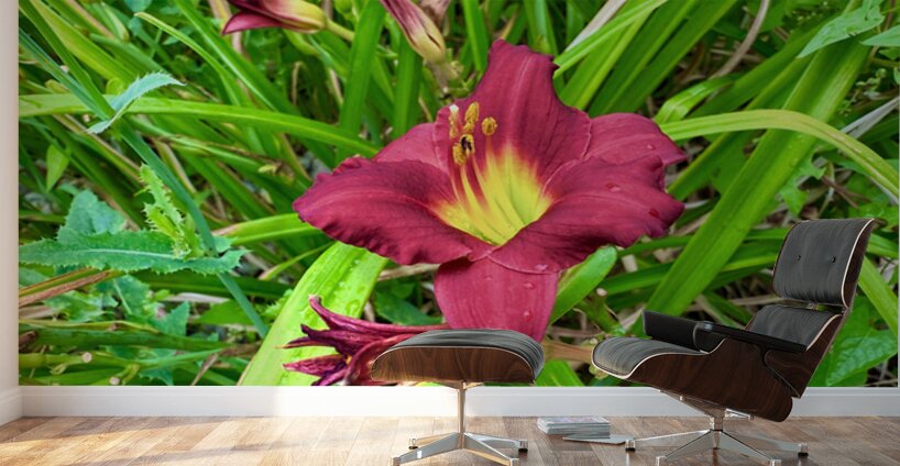 Fireheart Daylily Wall Murals