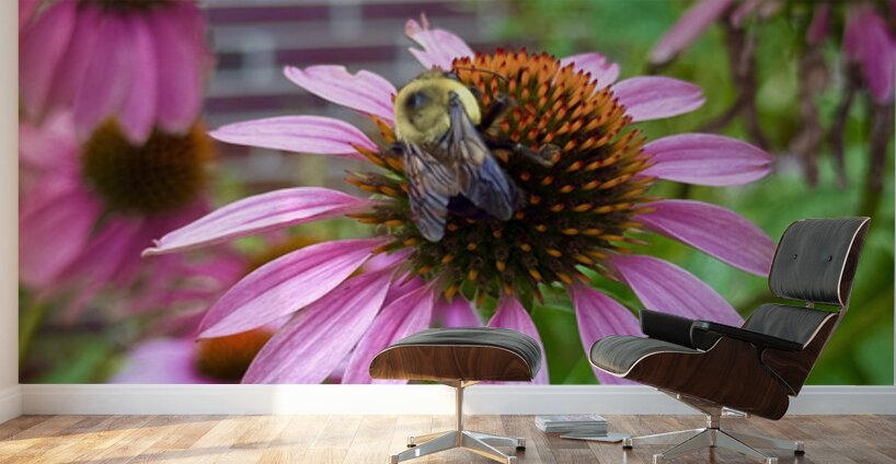 Coneflower Harmony Wall Murals