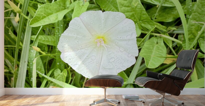 One Wild Bloom : Bindweed Focus Wall Murals