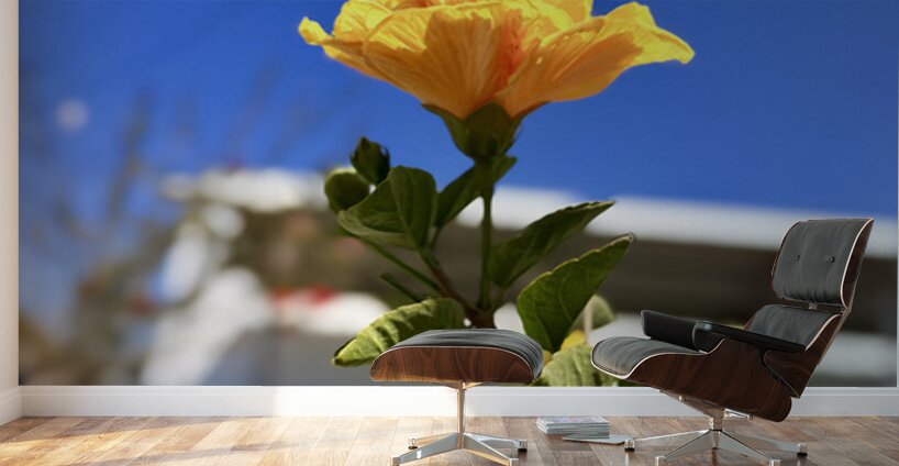 IMG 9796 Wall Murals