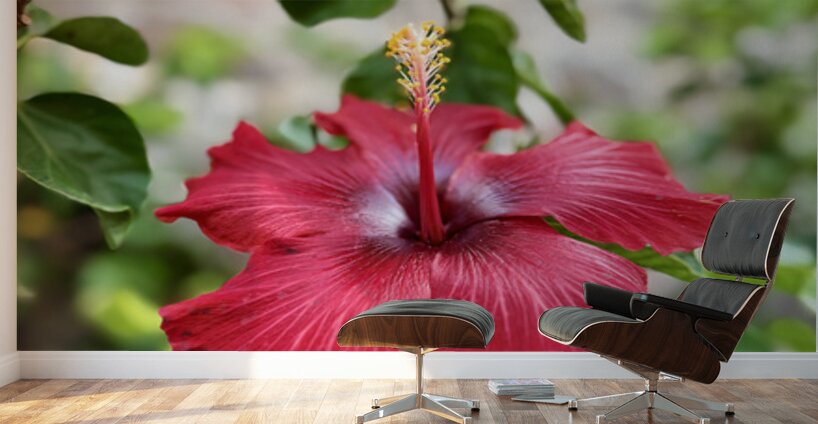 IMG 9953 Wall Murals