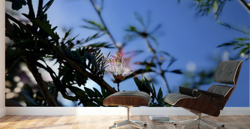 IMG 0029 Wall Murals