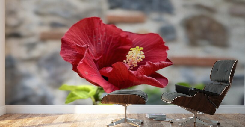 IMG 9957 Wall Murals