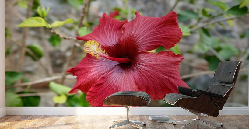 IMG 9955 Wall Murals