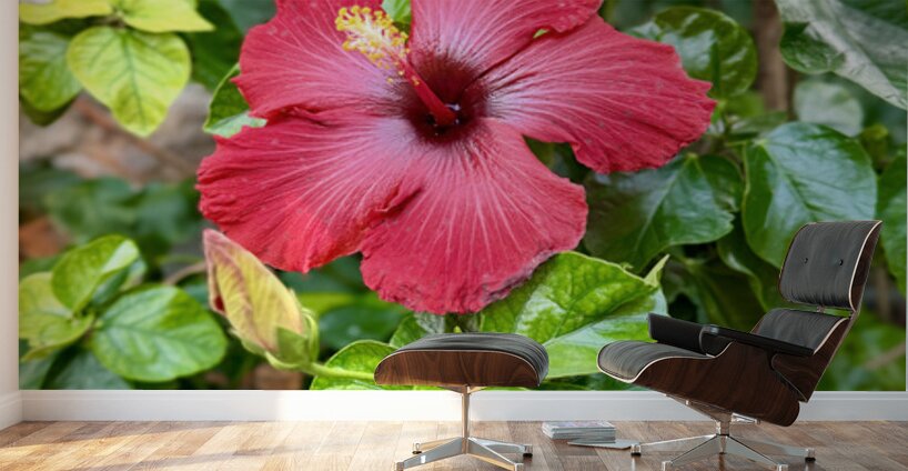 IMG 9958 Wall Murals