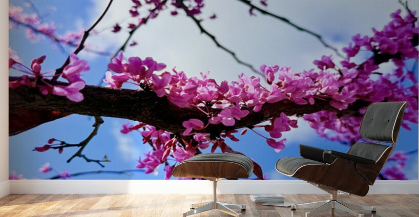 IMG 1703 Wall Murals