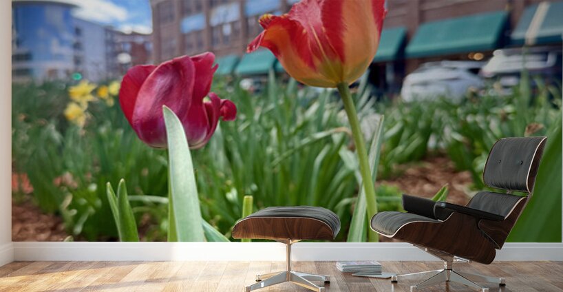 IMG 1602 Wall Murals