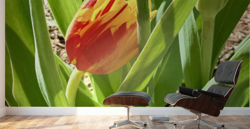 IMG 1605 Wall Murals