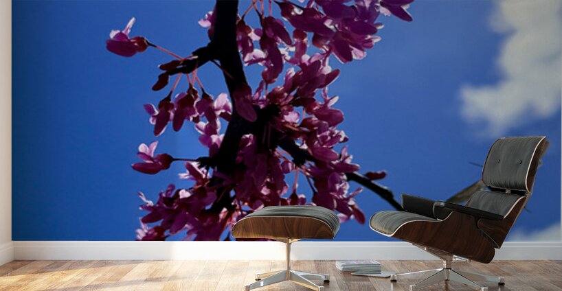 IMG 1556 Wall Murals