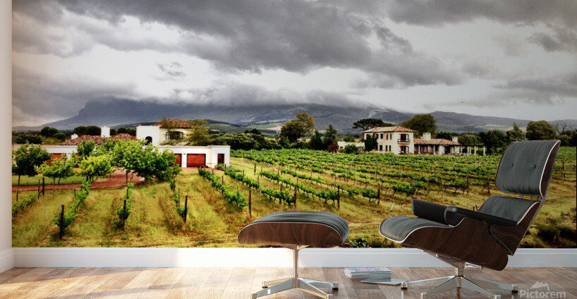 Vineyard in South Africa Wall Murals
