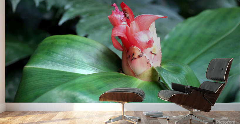 Flower Bud Wall Murals