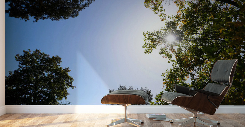 Seeing the Light Wall Murals