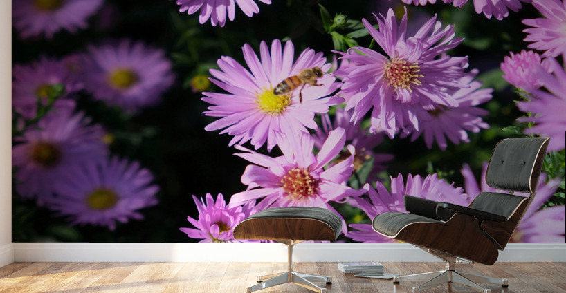 Pink Daisies 2B Wall Murals