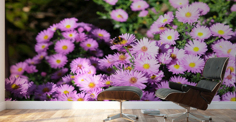 Pink Daisies  Wall Murals