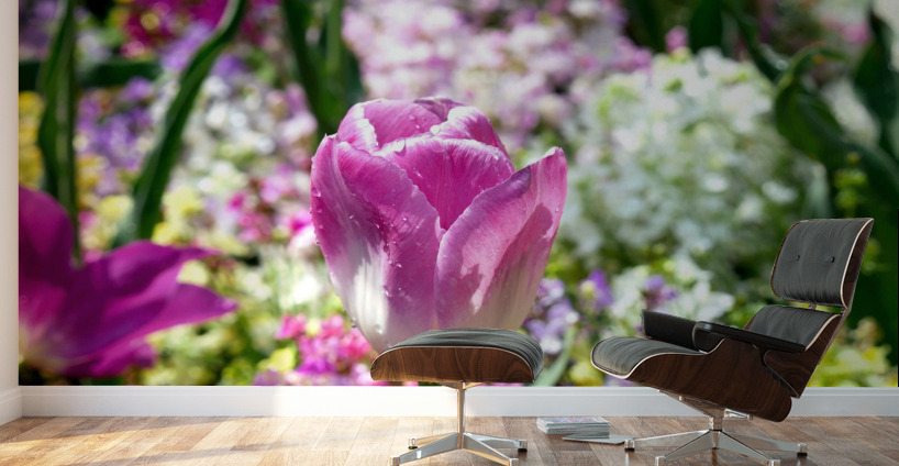 Tulips Are Better Than One 2 Wall Murals