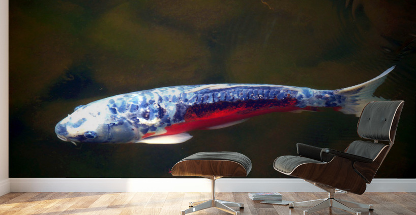 An American Koi Story Wall Murals