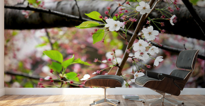 Cherry Blossom 2 Wall Murals