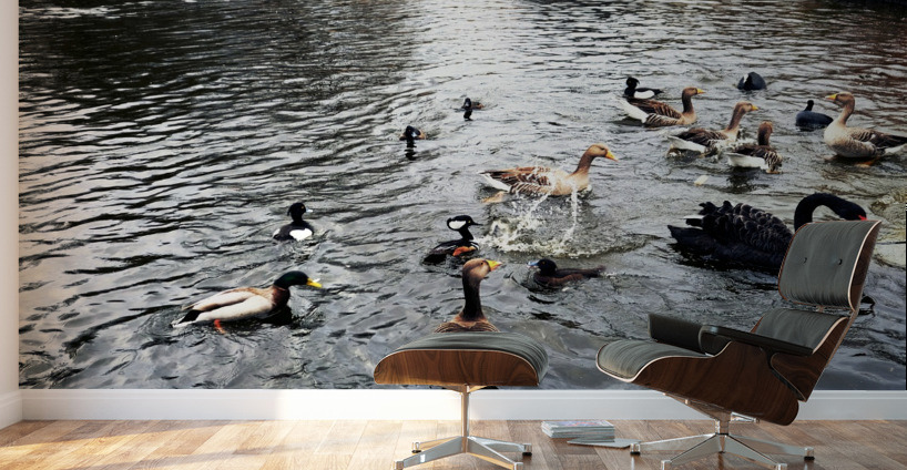 Ducking a Black Swan Moment Wall Murals