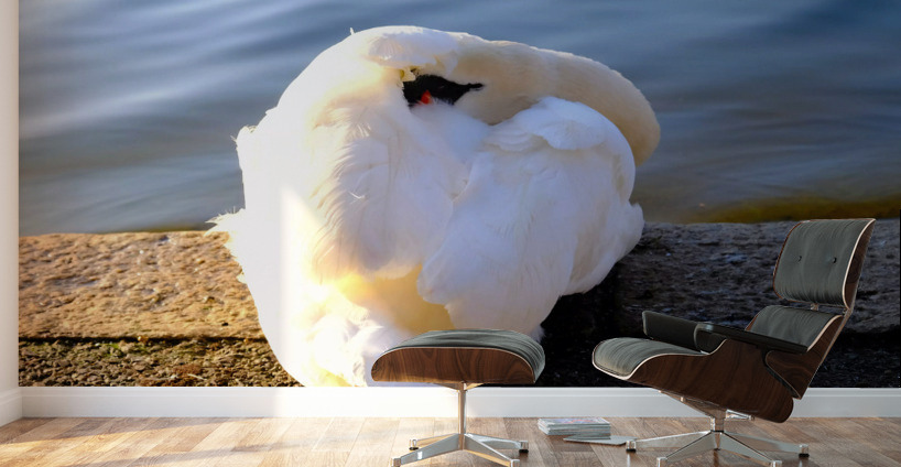 Wake Me Up Later Snoozing Swan  Wall Murals