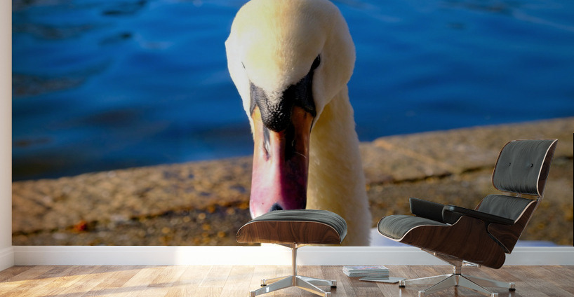 Swan Face 3 Wall Murals