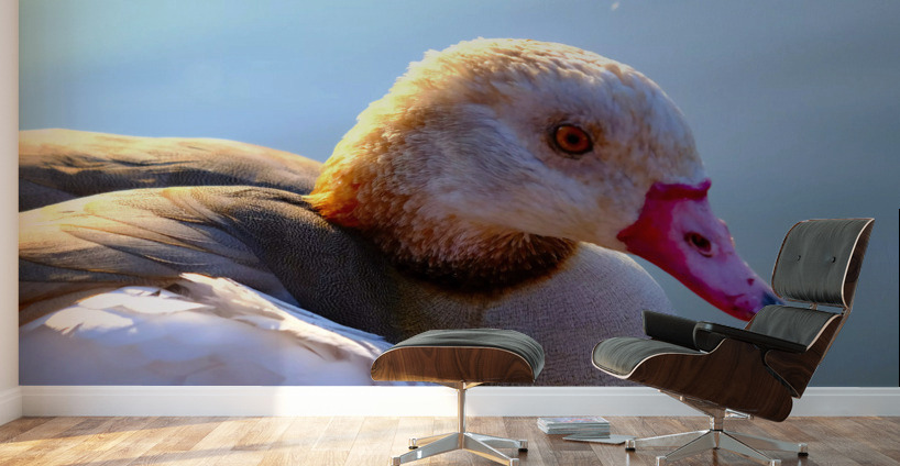 Duck Face 1B Wall Murals