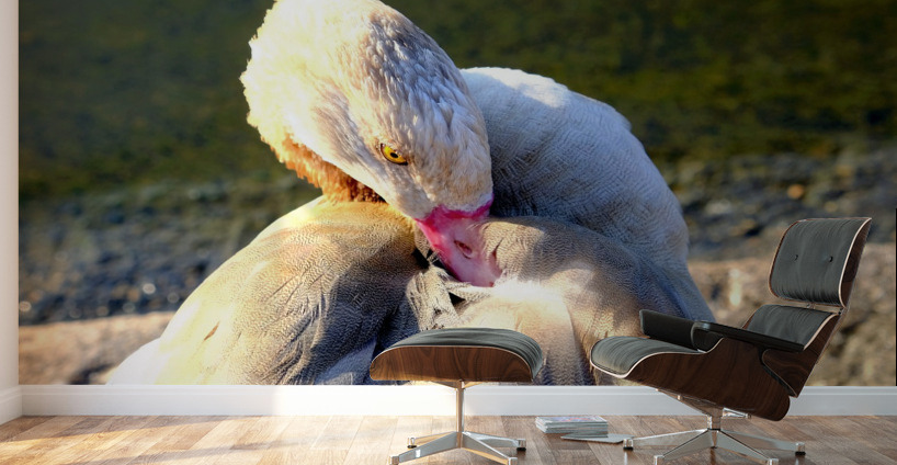 Evil Eye Swan Wall Murals