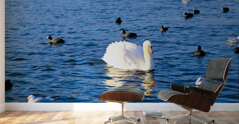 Grace in the Blue: A Swan Among Friends Wall Murals