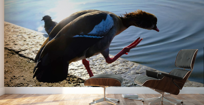  Step Off the Deep End Wall Murals