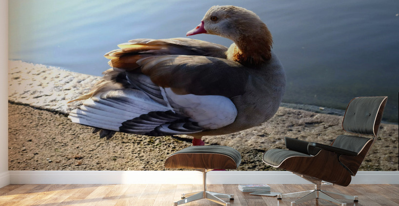 Graceful Pause Wall Murals