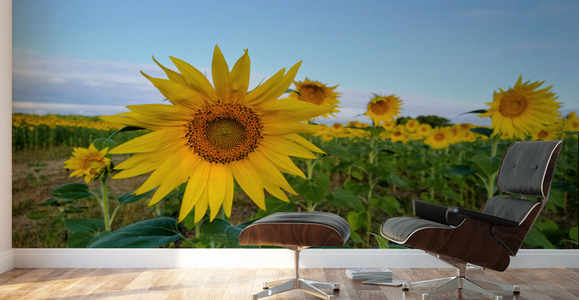 First Light Flower Wall Murals