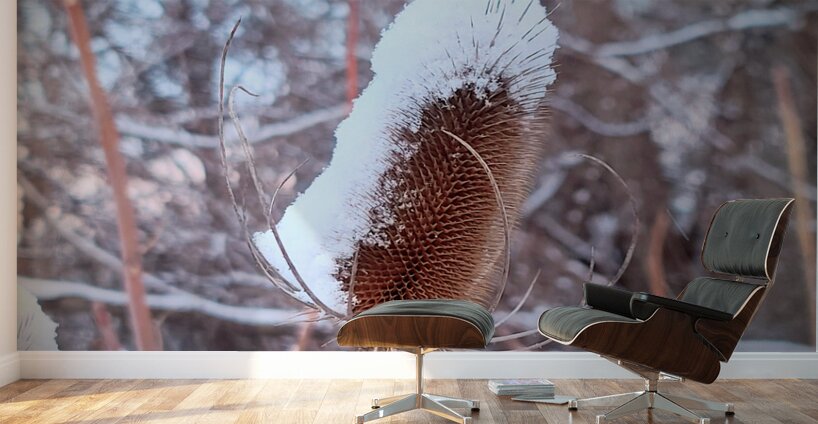 Frozen Lollipop Thistle Wall Murals