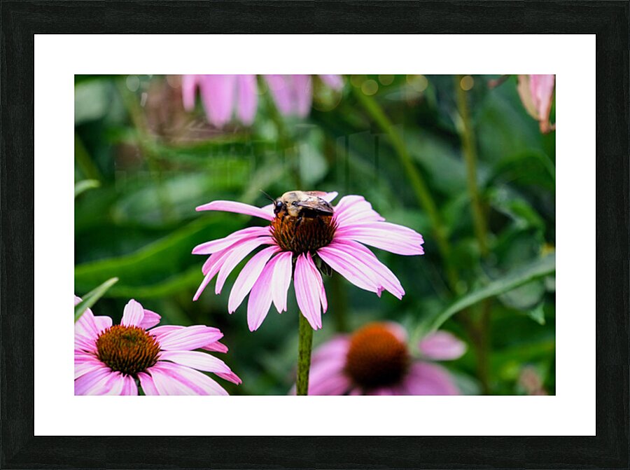 Wings of Purpose Petals of Peace: Coneflower Moment Picture Frame print