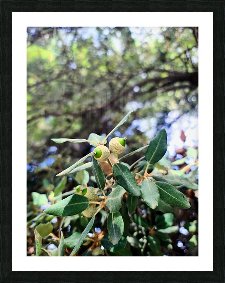 Nature’s Little Lanterns: A Hidden Symphony of Light and Green Picture Frame print