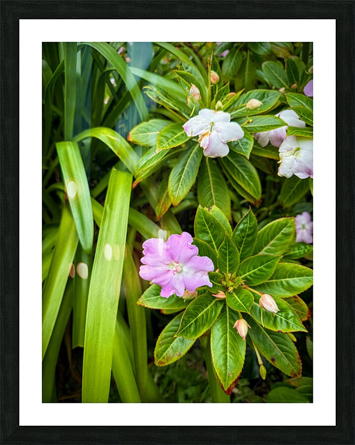 Green Rhythm Pink Pause Picture Frame print