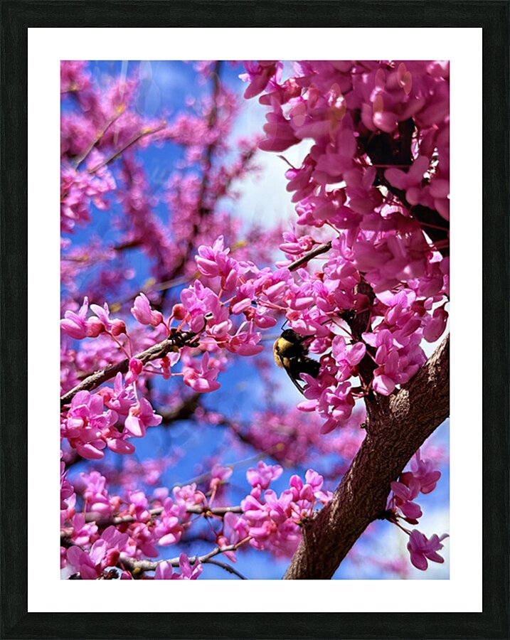 IMG 1577 Picture Frame print