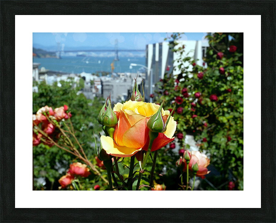 A City Rose Picture Frame print