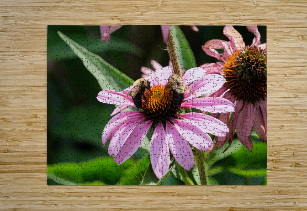 The Harmony of Pollination: Twin Bees on a Purple Coneflower Click4Pix Puzzle printing