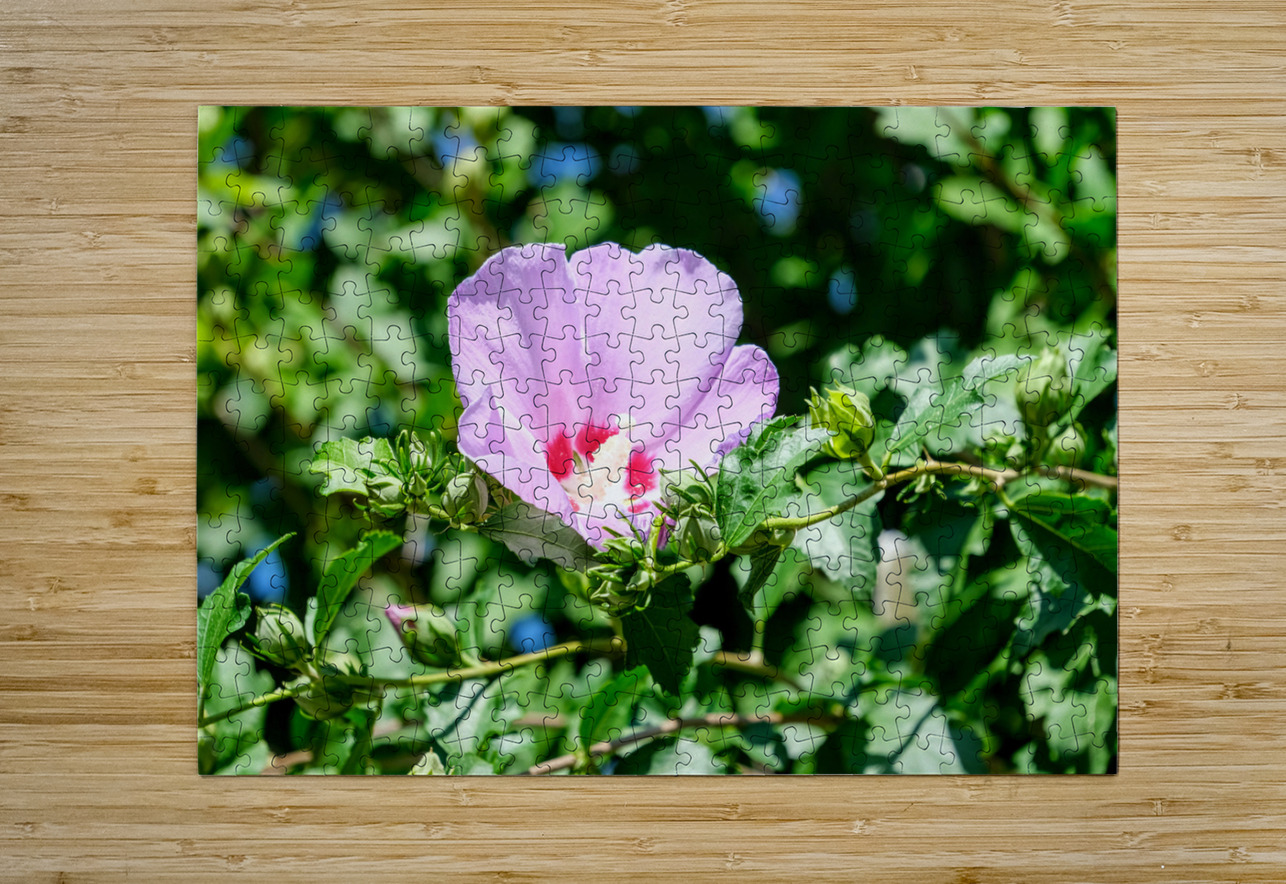 A Hibiscus Glimpse into Nature’s Heartbeat Click4Pix Puzzle printing