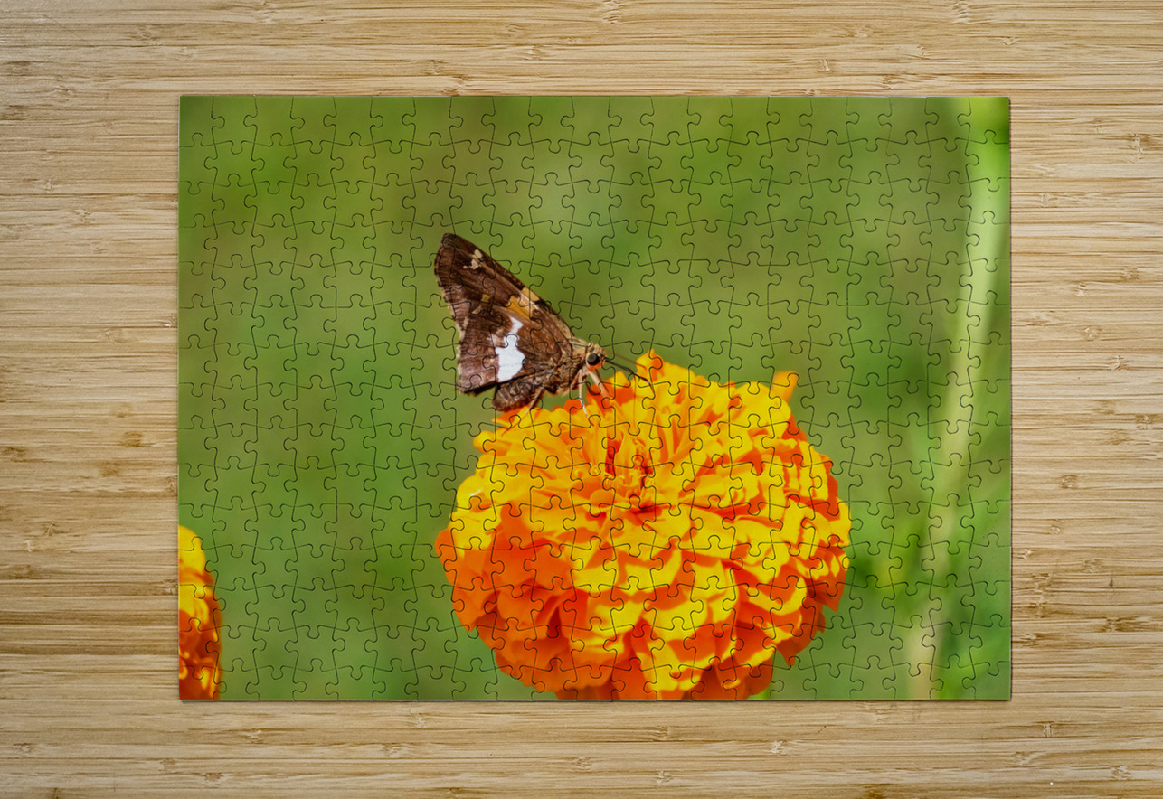 Marigold Thrones and Winged Kings Click4Pix Puzzle printing