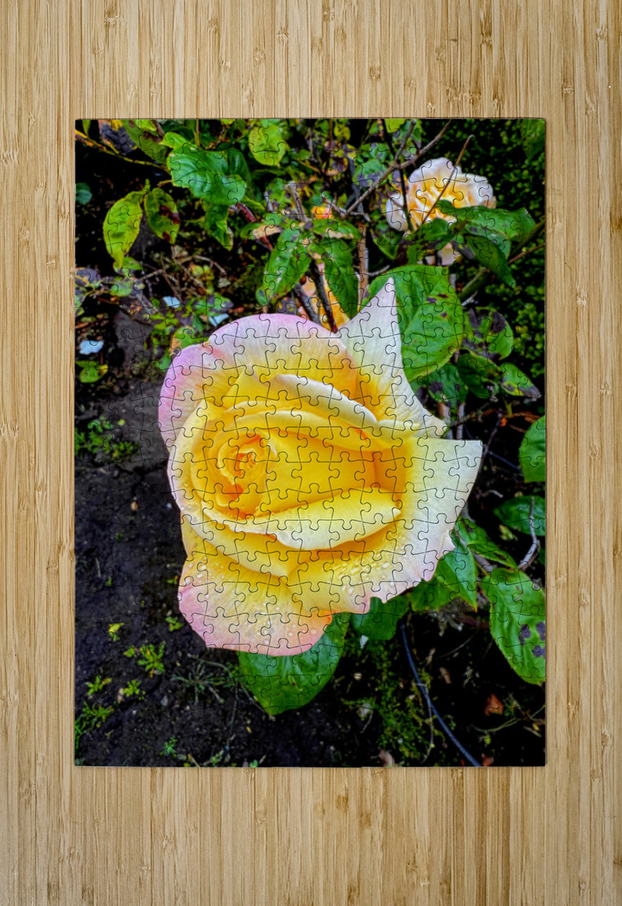 Yellow Rose: Velvet Helix Click4Pix Puzzle printing