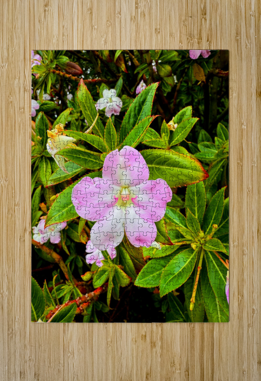 Impatiens: One Quiet Bloom Click4Pix Puzzle printing