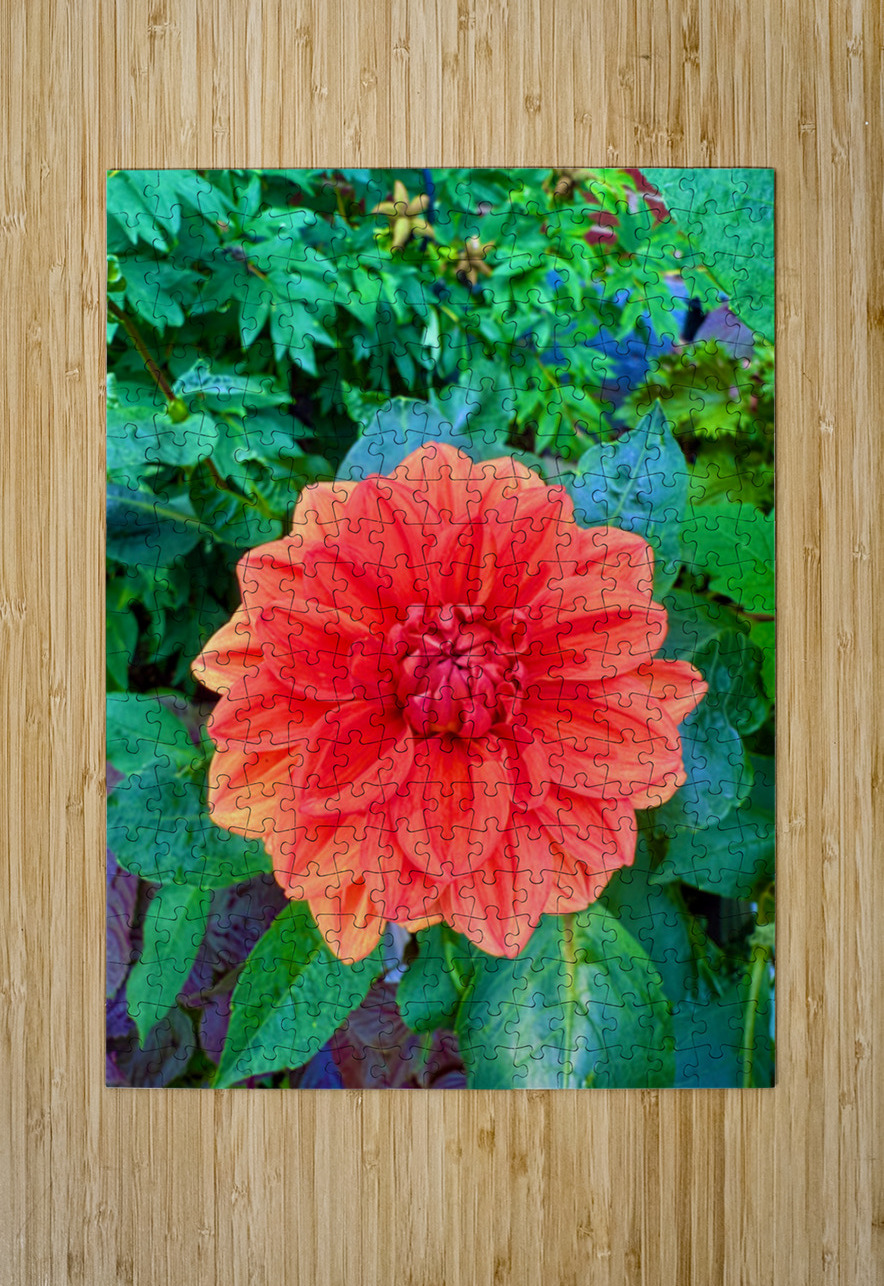Dahlia Inferna: The Flame That Blossoms Click4Pix Puzzle printing