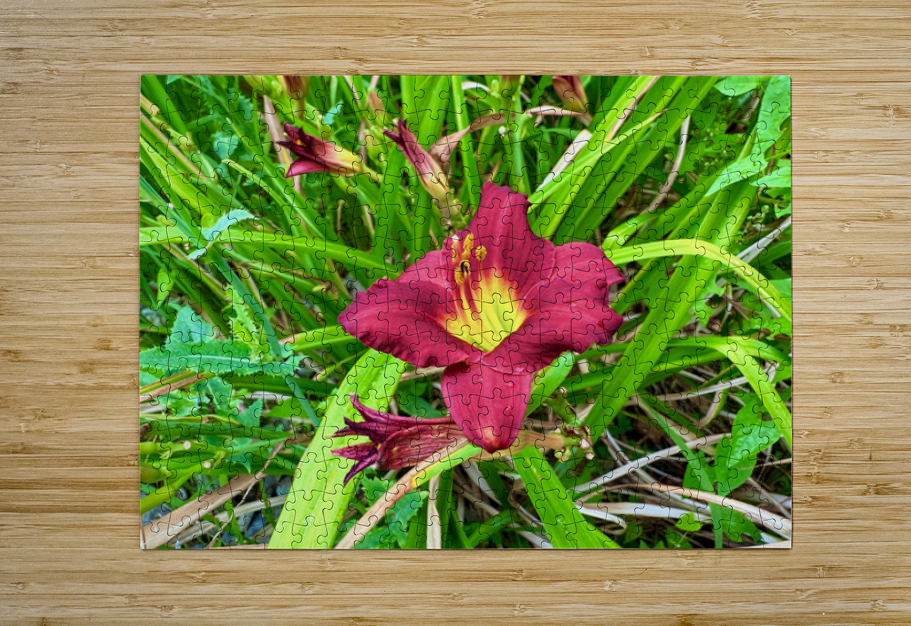 Fireheart Daylily Click4Pix Puzzle printing