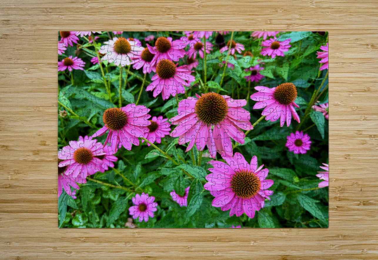 Field of Echinacea Dreams Click4Pix Puzzle printing