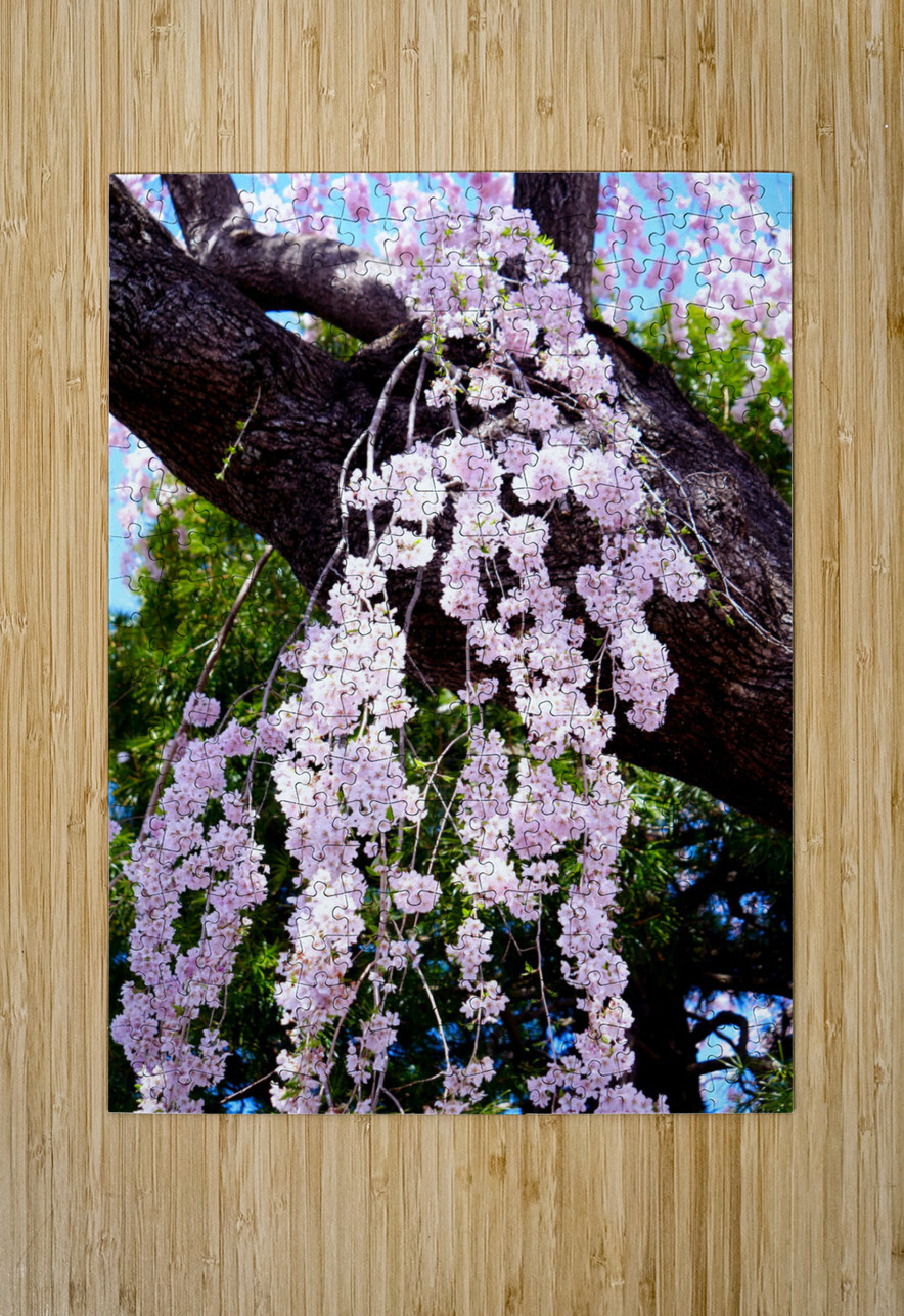 Cherry Blossom 3B Click4Pix Puzzle printing