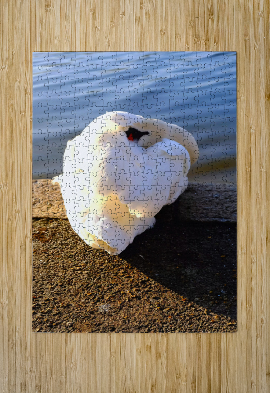 Swan at Rest Click4Pix Puzzle printing