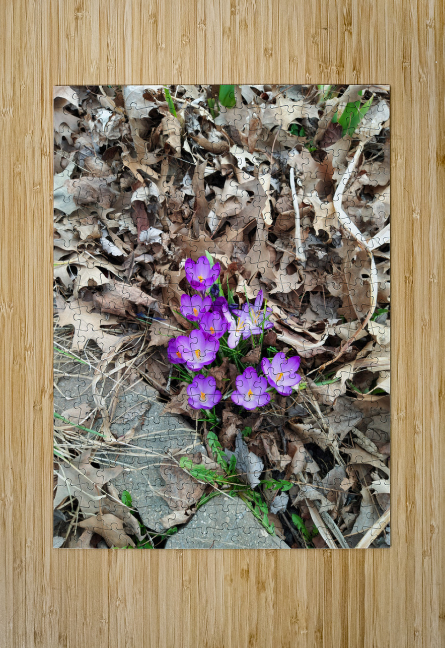 Petals of Renewal Click4Pix Puzzle printing