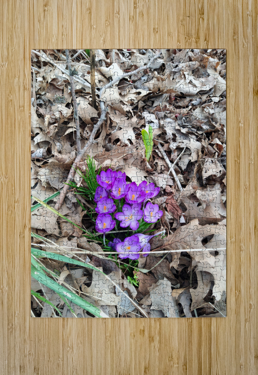 Crocus Rising Click4Pix Puzzle printing